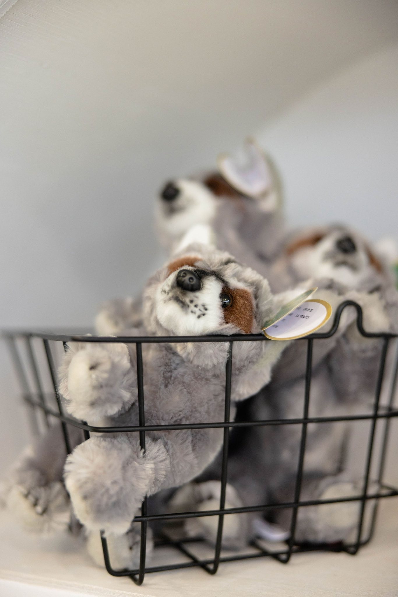 Lil Rocko raccoon plush toys resting in a black wire storage basket