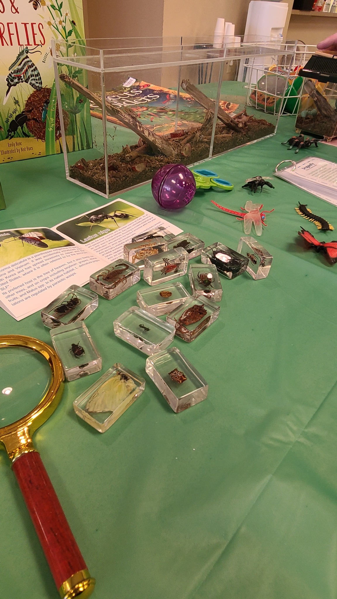 Educational display table with insect specimens preserved in resin blocks, a magnifying glass, and books.