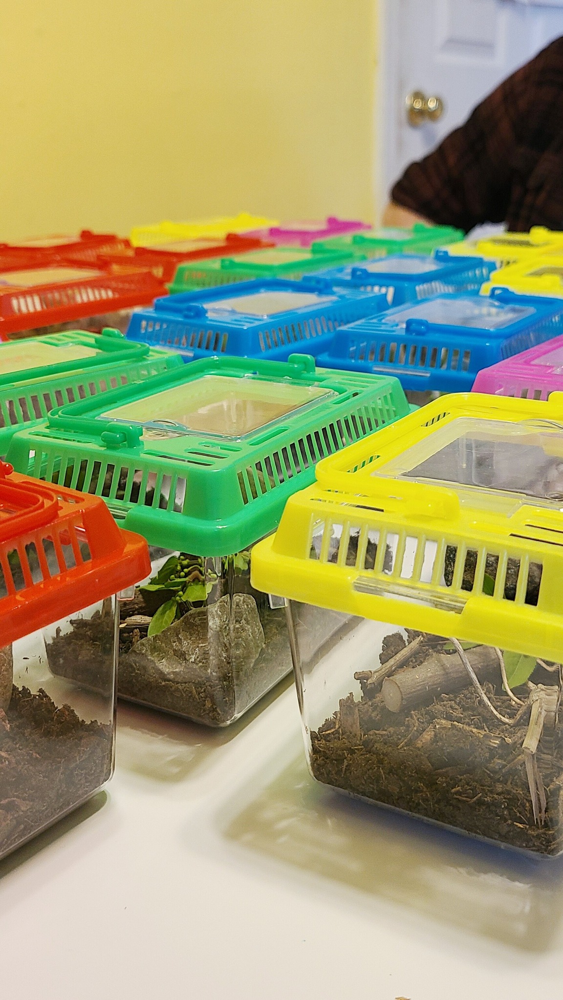Row of colorful plastic critter keepers with clear sides and lids on a table