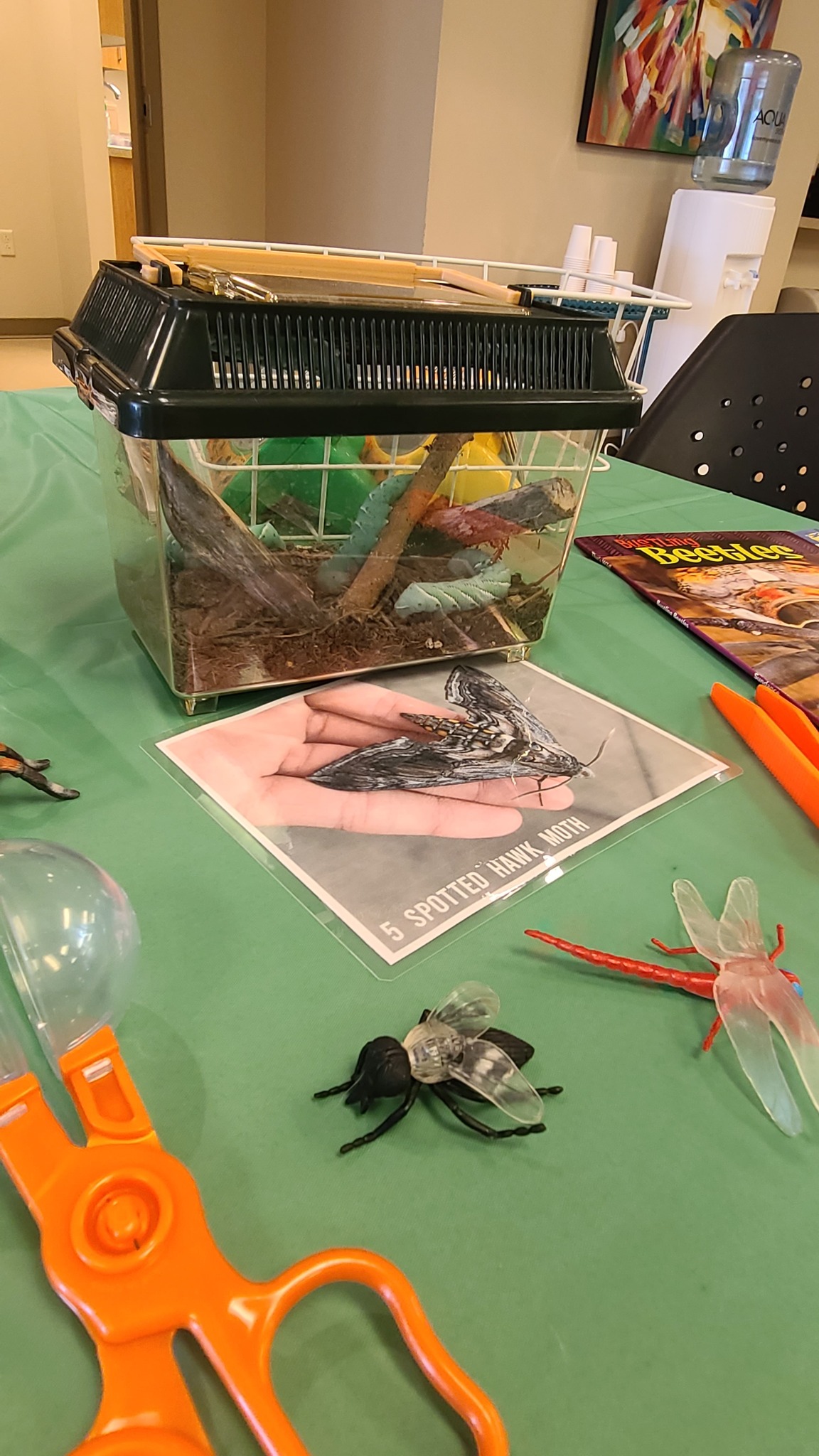 Insect terrarium on a green table with a Five-spotted Hawk Moth information card and toy insects