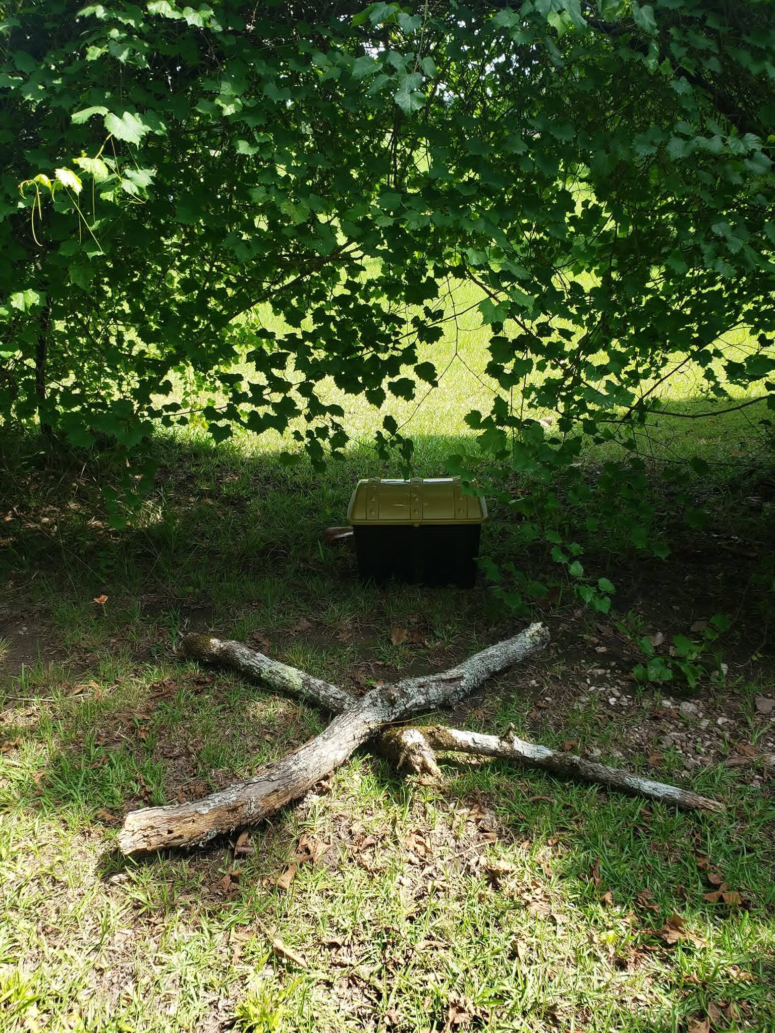 Black and gold plastic treasure chest under a tree with a wooden X marking the spot