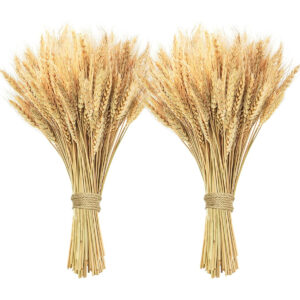 B097T6Y38V.jpg 200 Pcs Natural Dried Wheat Stalks for Farmhouse Table Decor