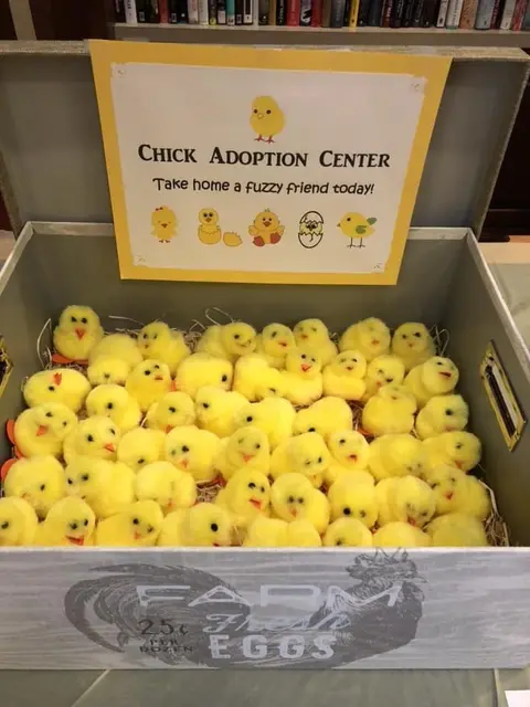Chick Adoption Box with Yellow Plush Chicks